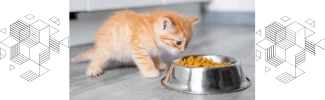 🐾 আমার পোষা প্রাণী খায় না কেন? কারণ ও সমাধান