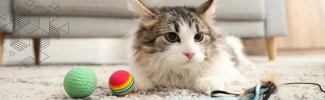 🐱 নতুন বিড়াল বাসায় আনার আগে যা জানা জরুরি