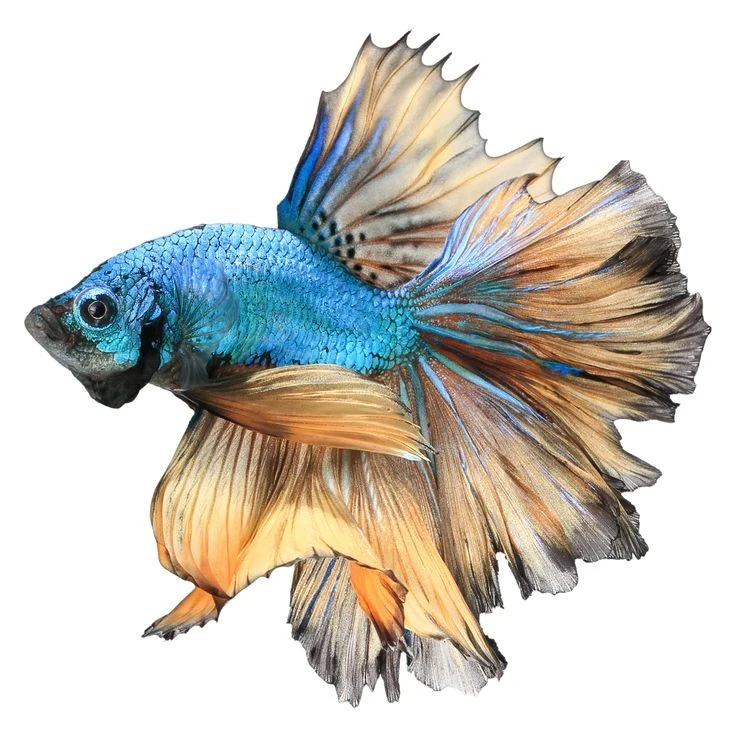 Fish