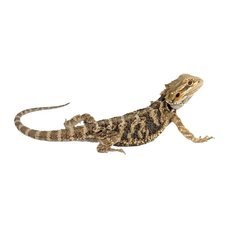 Reptiles